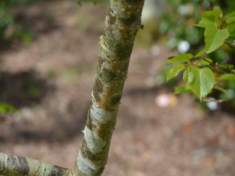 Tilia paucicostata, bark, National Trust Trelissick Garden, Feock, near Truro, Cornwall, United Kingdom. 